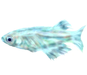 「Re: お魚チャレンジ」 イラスト/月華 じっくりお絵かき掲示板
