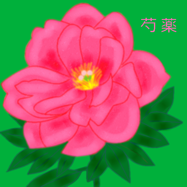 シャクヤクの花 by ヤッホー