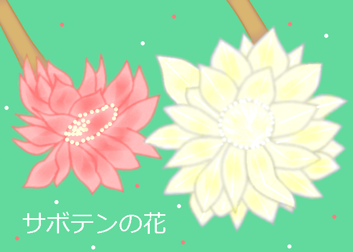 サボテンの花 by ヤッホー