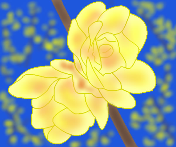 ロウバイの花 by ヤッホー