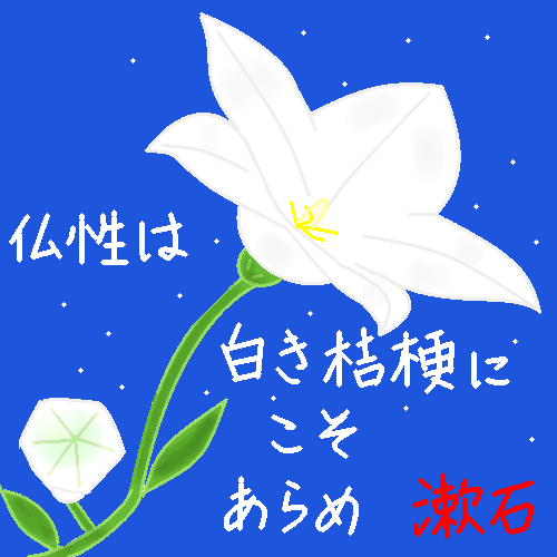 白い桔梗 by ヤッホー
